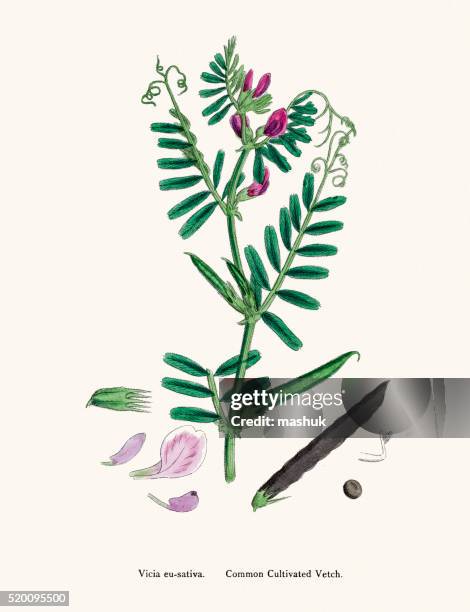 vetch plant 19th century illustration - broad bean stock illustrations