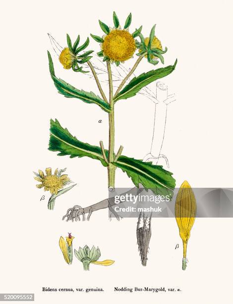 19th century illustration - yellow flower macro stock illustrations