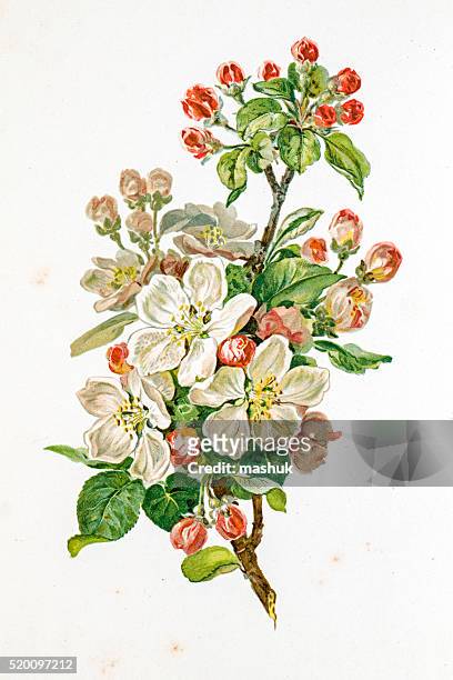 ilustrações de stock, clip art, desenhos animados e ícones de apple flor ilustração do século 19 - conjugation biological process
