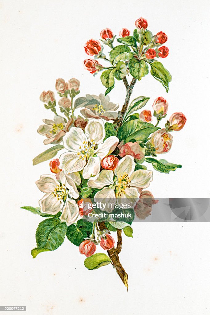 Apple blossom 19 century illustration