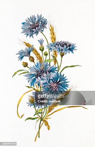 cornflower and wheat composition 19 century illustration - conjugation biological process stock illustrations