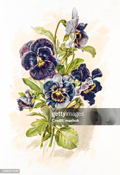 garden pansy flower 19 century illustration - pansy stock illustrations