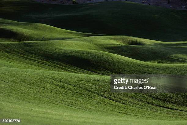 westin la paloma hotel golf course - golf course stock pictures, royalty-free photos & images
