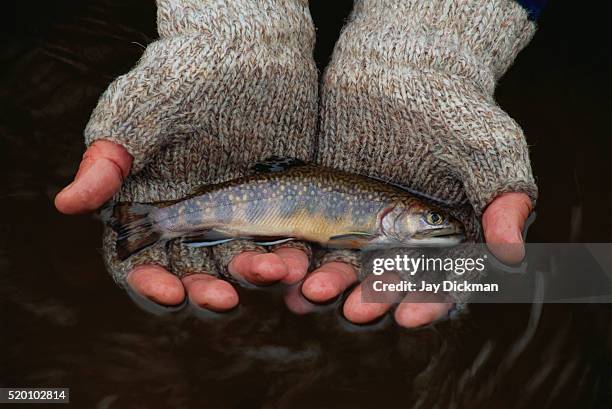 brown trout from the fox river - reo fotografías e imágenes de stock