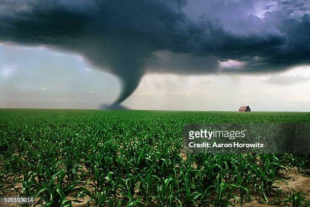 tornado in corn field, digital illustration - tornados fotografías e imágenes de stock