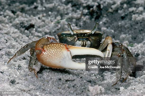 male fiddler crab - delaware bay stock pictures, royalty-free photos & images