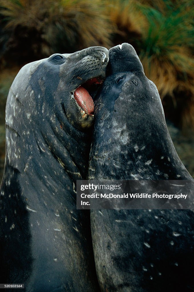 Male Southern Elephant Seals Fighting