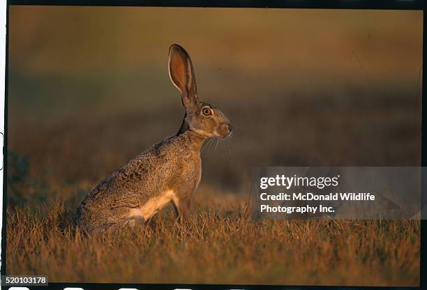 1,095 Jack Rabbit Stock Photos, High-Res Pictures, and Images - Getty ...