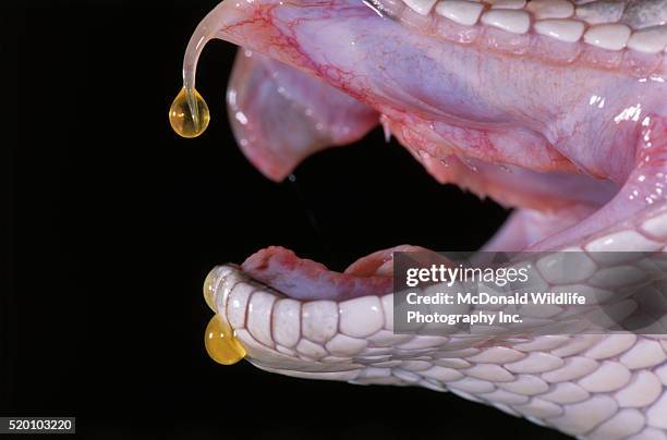 drops of venom from a prairie rattlesnake - venomous stock pictures, royalty-free photos & images