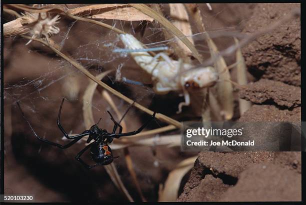 black widow spider spinning web - vedova nera foto e immagini stock