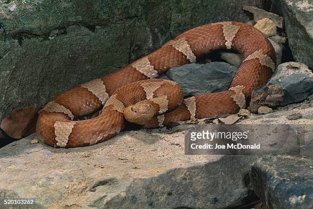 trans-pecos copperhead snake on rocks - trans-pecos stock pictures, royalty-free photos & images