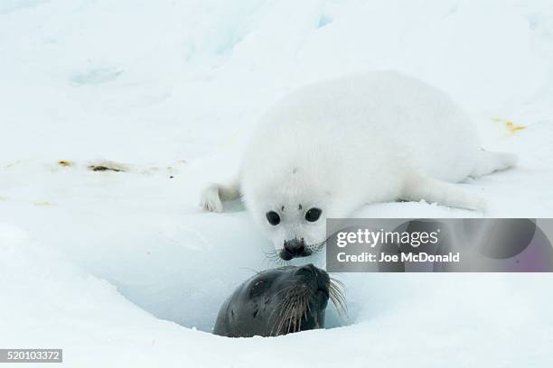 harp seal with pup - seehundjunges stock-fotos und bilder