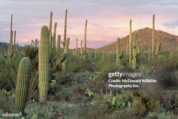 saguaro cacti with sunset - saguaro national monument stockfoto's en -beelden