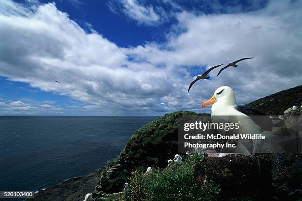 black-browed albatross nesting colony - albatross chick stock pictures, royalty-free photos & images