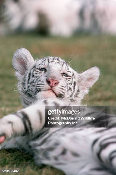 white tiger cub - vallejo california stock pictures, royalty-free photos & images