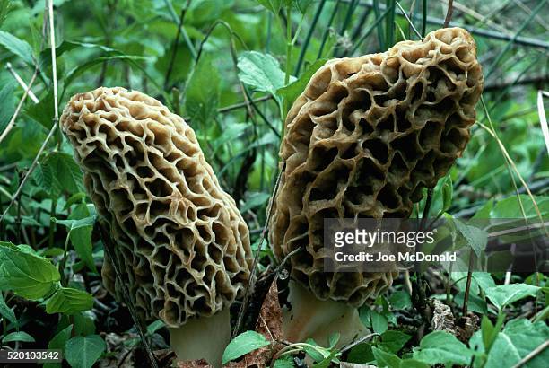 edible morel mushrooms - morel mushroom stock pictures, royalty-free photos & images