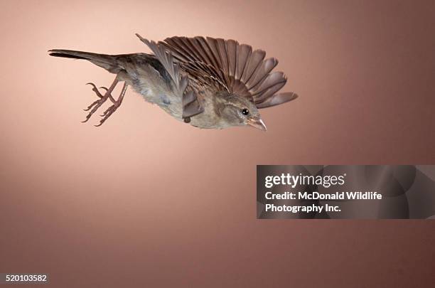 house sparrow in flight - moineau photos et images de collection