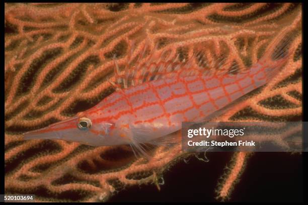 long-nose hawkfish - hawkfish stock-fotos und bilder