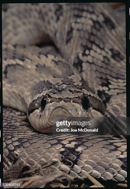 western hognose snake - hognose snake stock-fotos und bilder