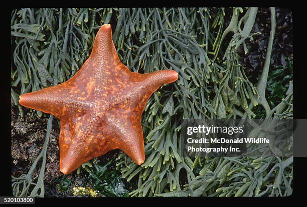 orange bat star - batstar stock pictures, royalty-free photos & images