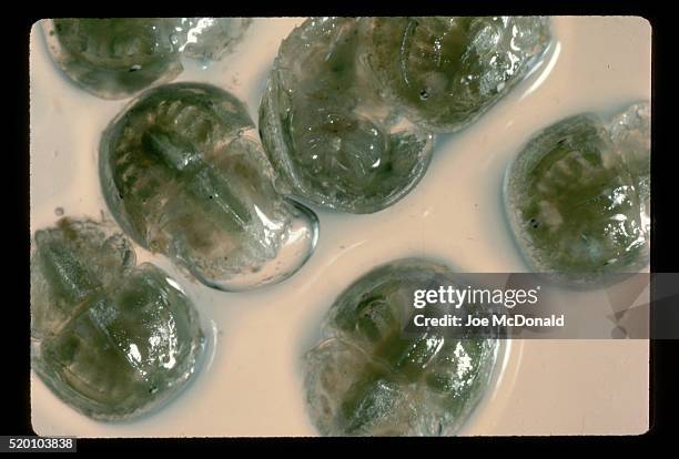 horseshoe crab eggs - granchio reale foto e immagini stock