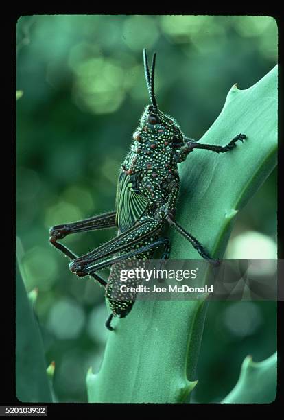 lubber grasshopper on leaf - lubber grasshopper stock pictures, royalty-free photos & images