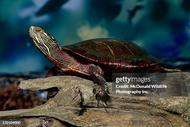 eastern painted turtle perching on log - eastern painted turtle stock pictures, royalty-free photos & images