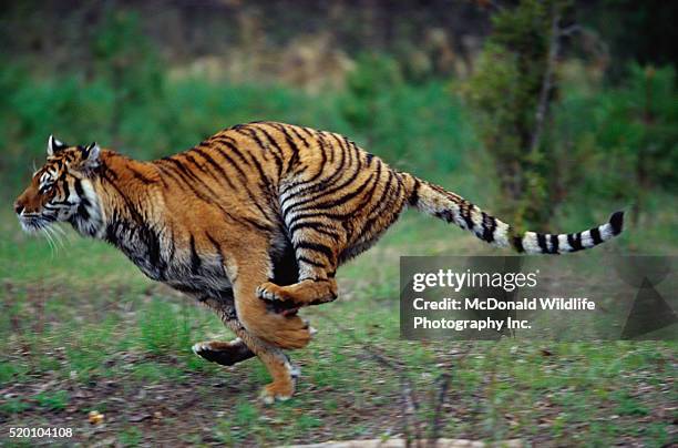 captive siberian tiger running - tiger running imagens e fotografias de stock