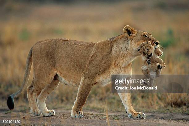 african lioness carrying cub - cubs fotografías e imágenes de stock