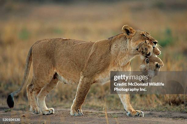 african lioness carrying cub - lion cub stock pictures, royalty-free photos & images