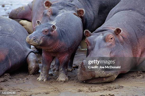 hippopotamus mother with calf - baby hippo stock pictures, royalty-free photos & images