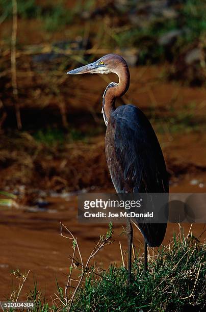 goliath heron - goliath heron stock pictures, royalty-free photos & images