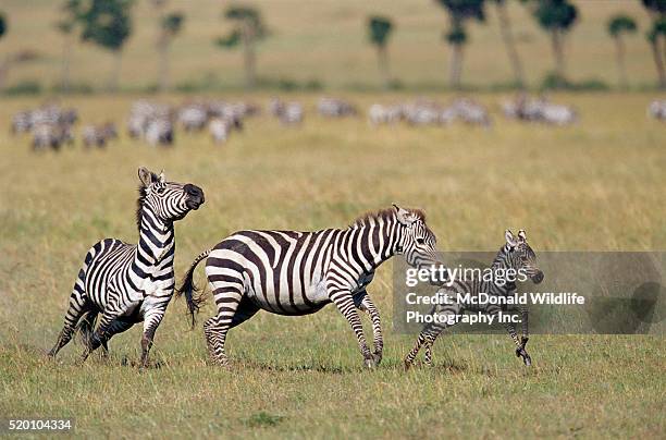 zebra stallion chasing a foal - veulen stockfoto's en -beelden