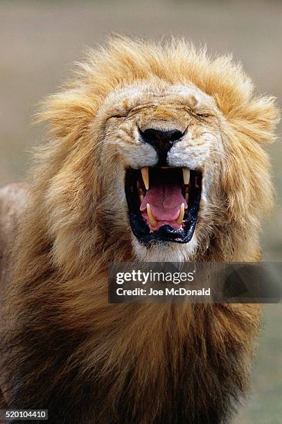 male lion yawning - manlig form bildbanksfoton och bilder