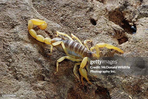 desert hairy scorpion - hadrurus arizonensis stock pictures, royalty-free photos & images