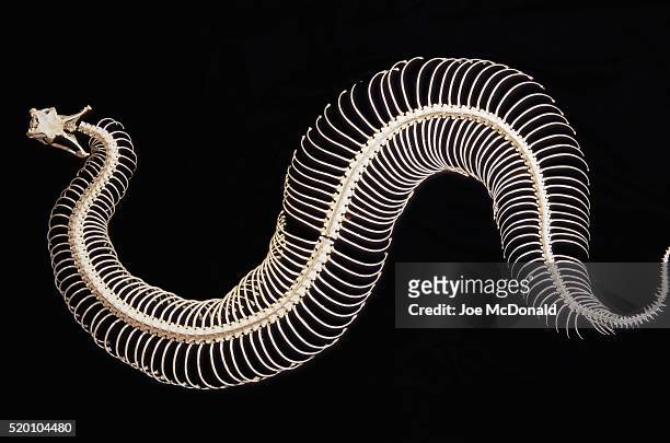 skeleton of gaboon viper in central africa - skeletons stock-fotos und bilder