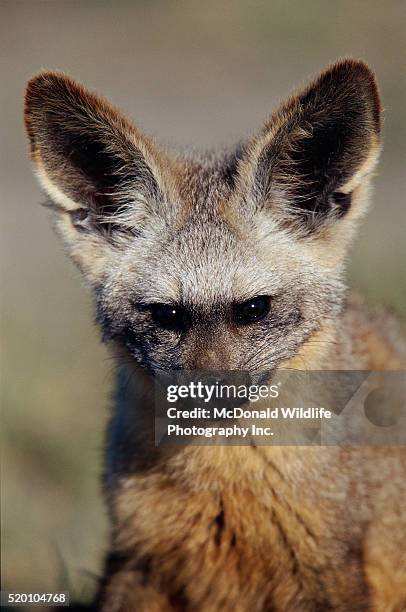 bat-eared fox - bat eared fox stock pictures, royalty-free photos & images