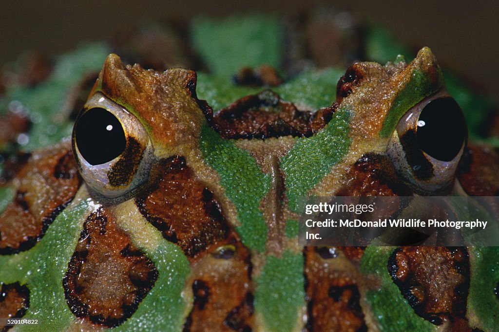 Close-up of Ornate Horned Frog