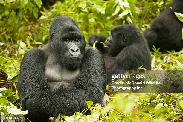 mountain gorillas in rainforest - ゴリラ ストックフォトと画像