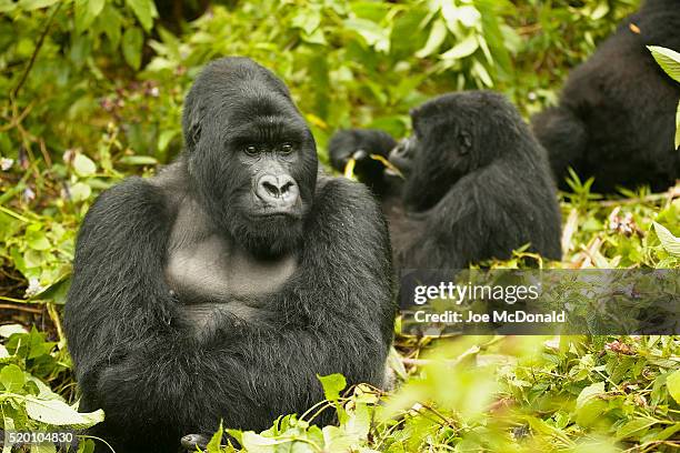 mountain gorillas in rainforest - gorilla stock pictures, royalty-free photos & images
