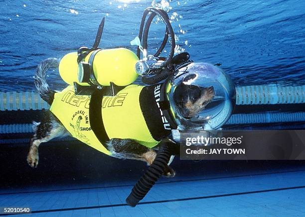 This file photo from January shows "Hooch," believed to be the world's only scuba and skydiving dog, enjoying a dive in a swimming pool near Sydney....