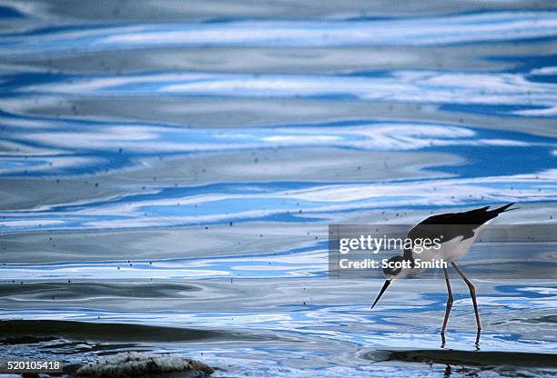 black-necked stilt - great salt lake - fotografias e filmes do acervo