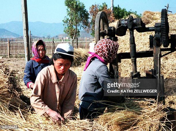 North Korean women tend to this season's rice harvest in South Hamgyong province 24 October. International aid organisations have called for...
