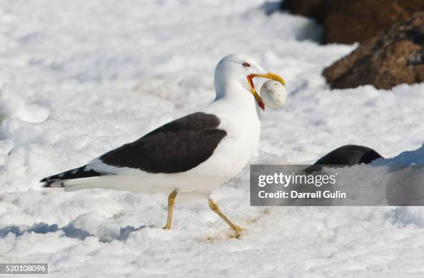 kelp gull brown bluff with adiele penguin egg in bill, antarctica - kelp gull stock pictures, royalty-free photos & images