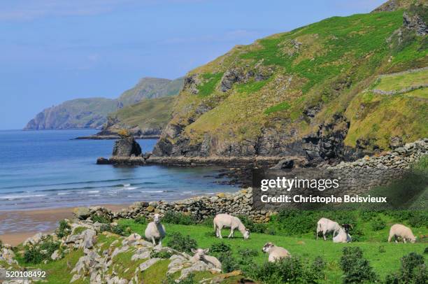 ireland - sheep ireland stock pictures, royalty-free photos & images