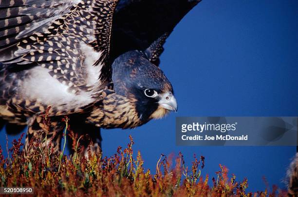 peregrine falcon on falkland islands - peregrine falcon foto e immagini stock