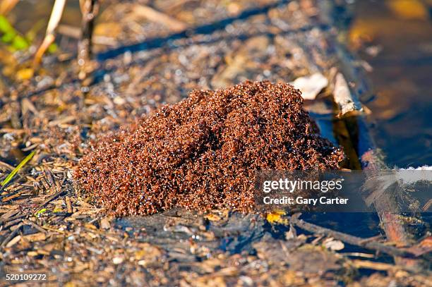 fire ant colony - fire ants stock-fotos und bilder