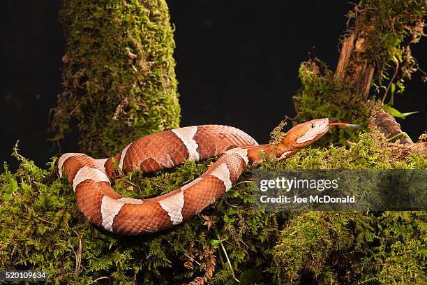 broad-banded copperhead, agkistrodon contortrix laticinctus, native to oklahoma south to central texas, along waterhole in controlled situation in central pa, usa - copperhead 個照片及圖片檔