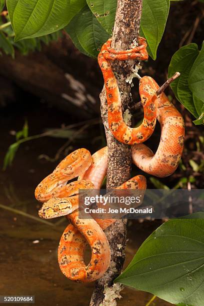 amazon tree boa, corallus hortulanus, southern central american and northern south america. controlled situation. - amazon tree boa stock pictures, royalty-free photos & images
