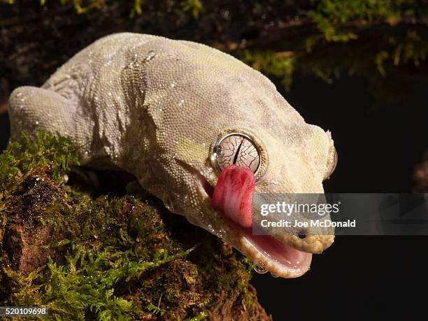 bavay?s giant gecko; rhacodactylus chahoua; native to new caledonia; controlled situation - rhacodactylus stock pictures, royalty-free photos & images